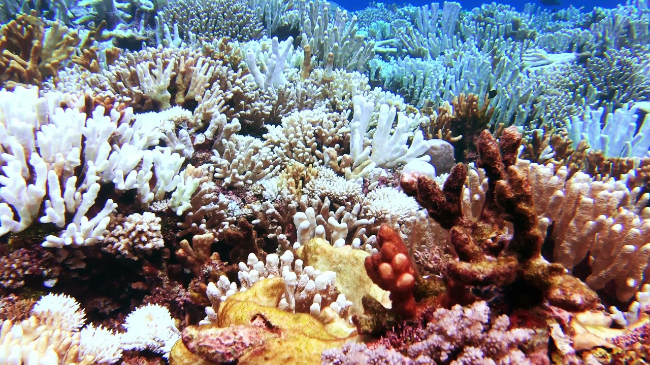 2021 Solomon Island Bleaching | WCS