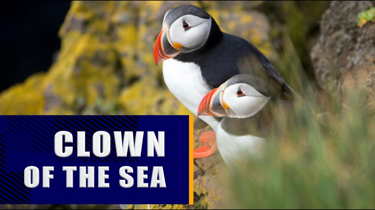 Atlantic Puffin- Clown of the sea.
