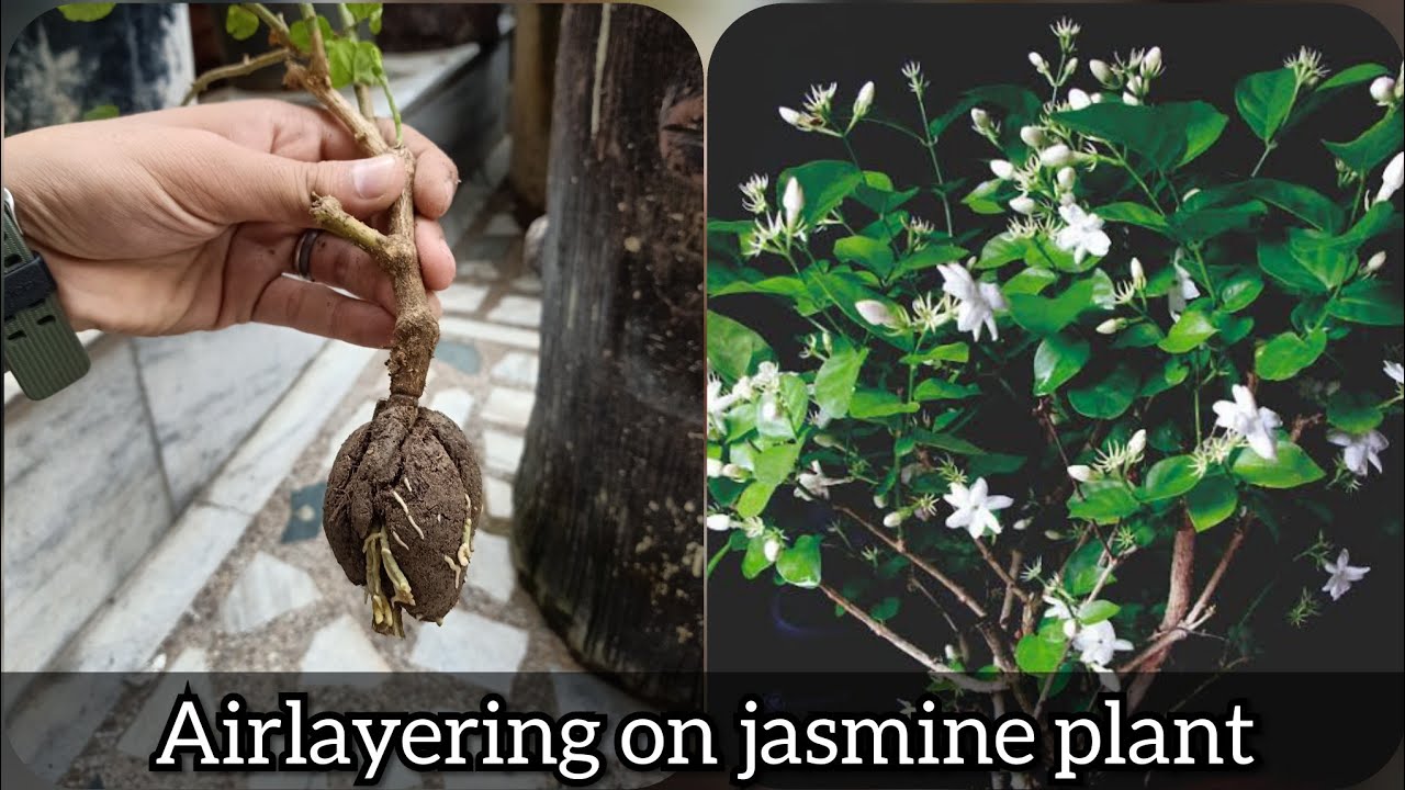Airlayering on jasmine (mogra) plant | Arabian jasmine | Airlayering on mogra plant