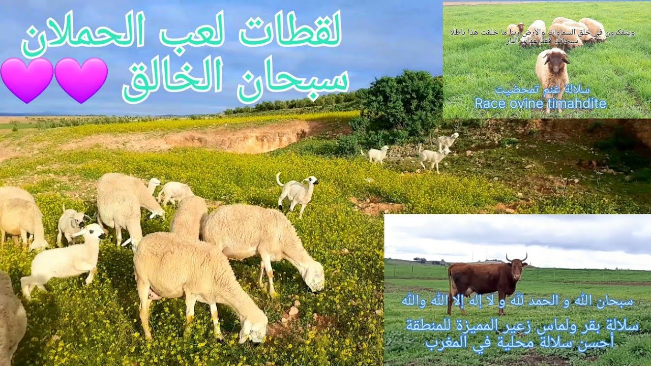 من ذكرياتي خلال موسم 2021 الممطر في منطقة تيديلي فطواكة قرب دمنات و والماس إقليم الخميسات