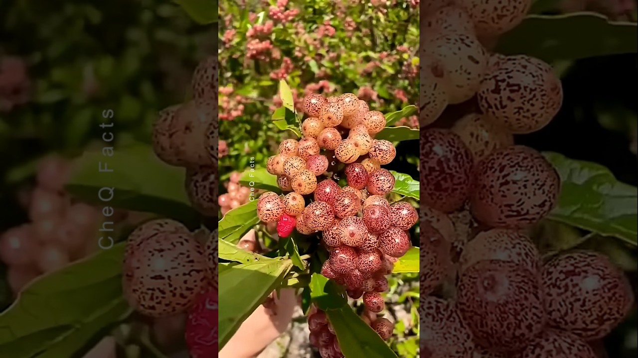These World's Rare Fruits Look Strange but Taste Delicious! #shorts #plants #farming