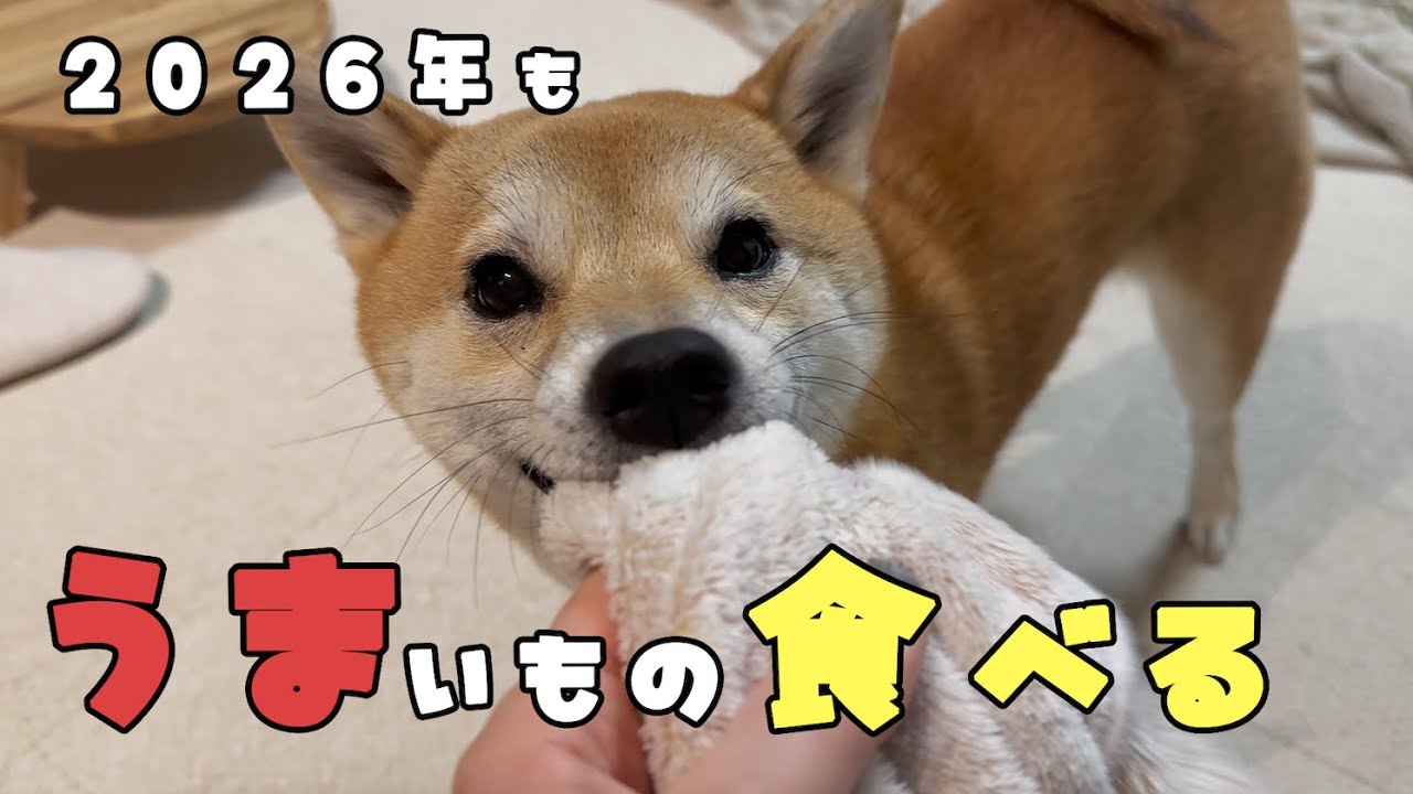 お正月美味しいものを食べまくった柴犬