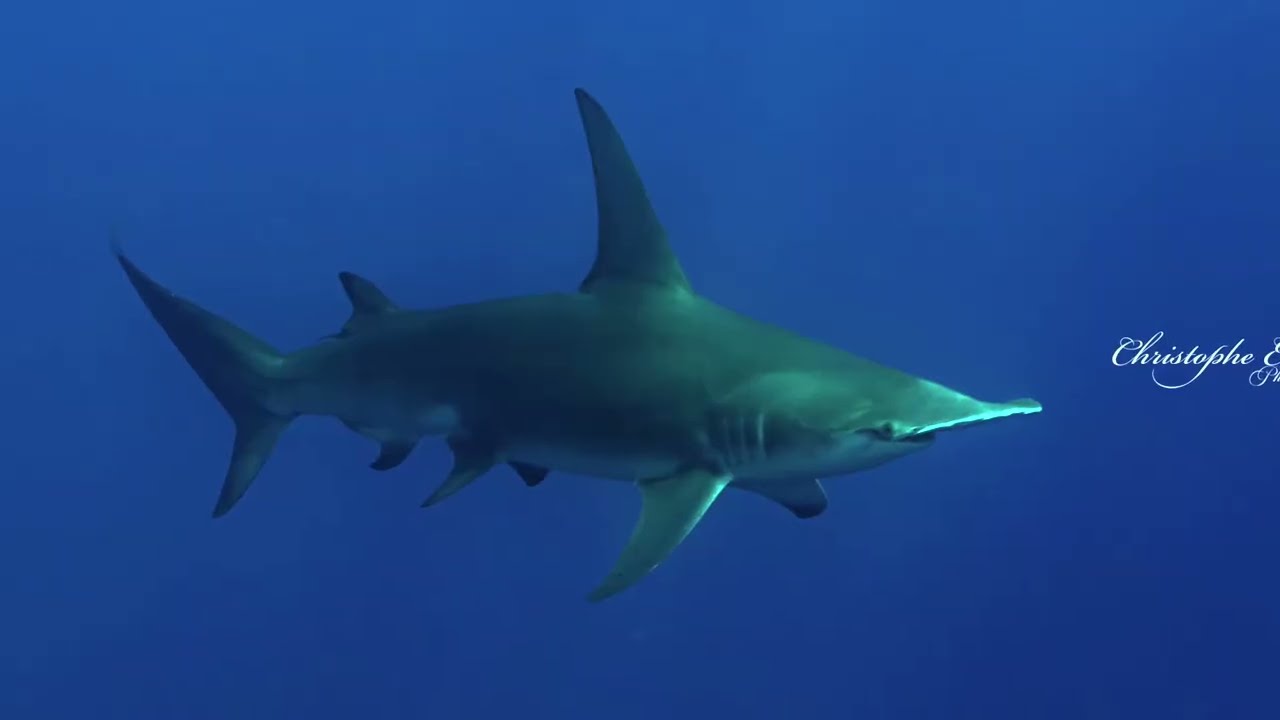 🇷🇪2025 11 30 - 2 ALBIMARGINATUS & 1 REQUIN MARTEAU🇷🇪