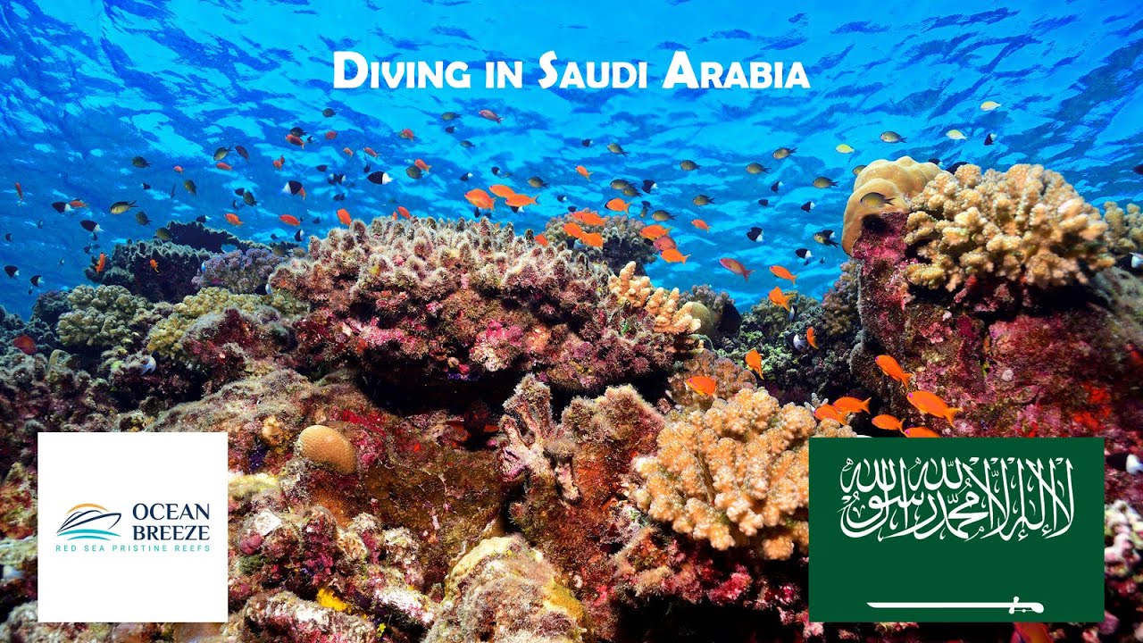 Diving in Saudi Arabia