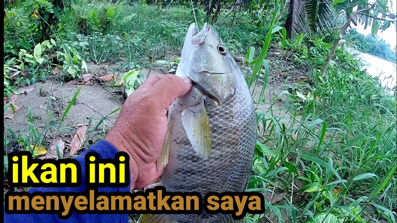 PEMANCING YANG DI SELAMATKAN IKAN || mancing di sungai umpan udang