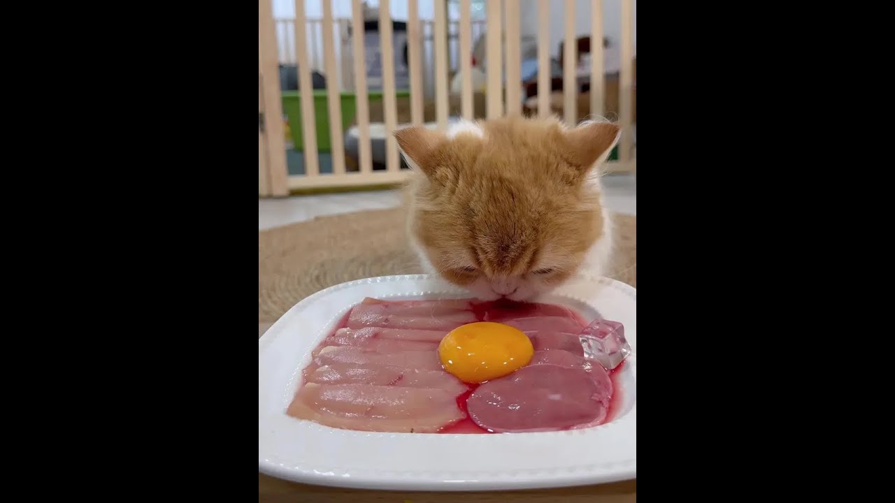 Record of kitten's daily life 