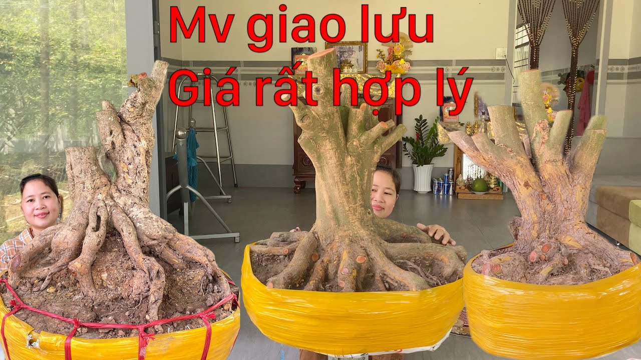 11-3-2026 giao lưu 6phôi mai vàng lùn lực giá hợp lý..lh 0972666608 Nghĩa 