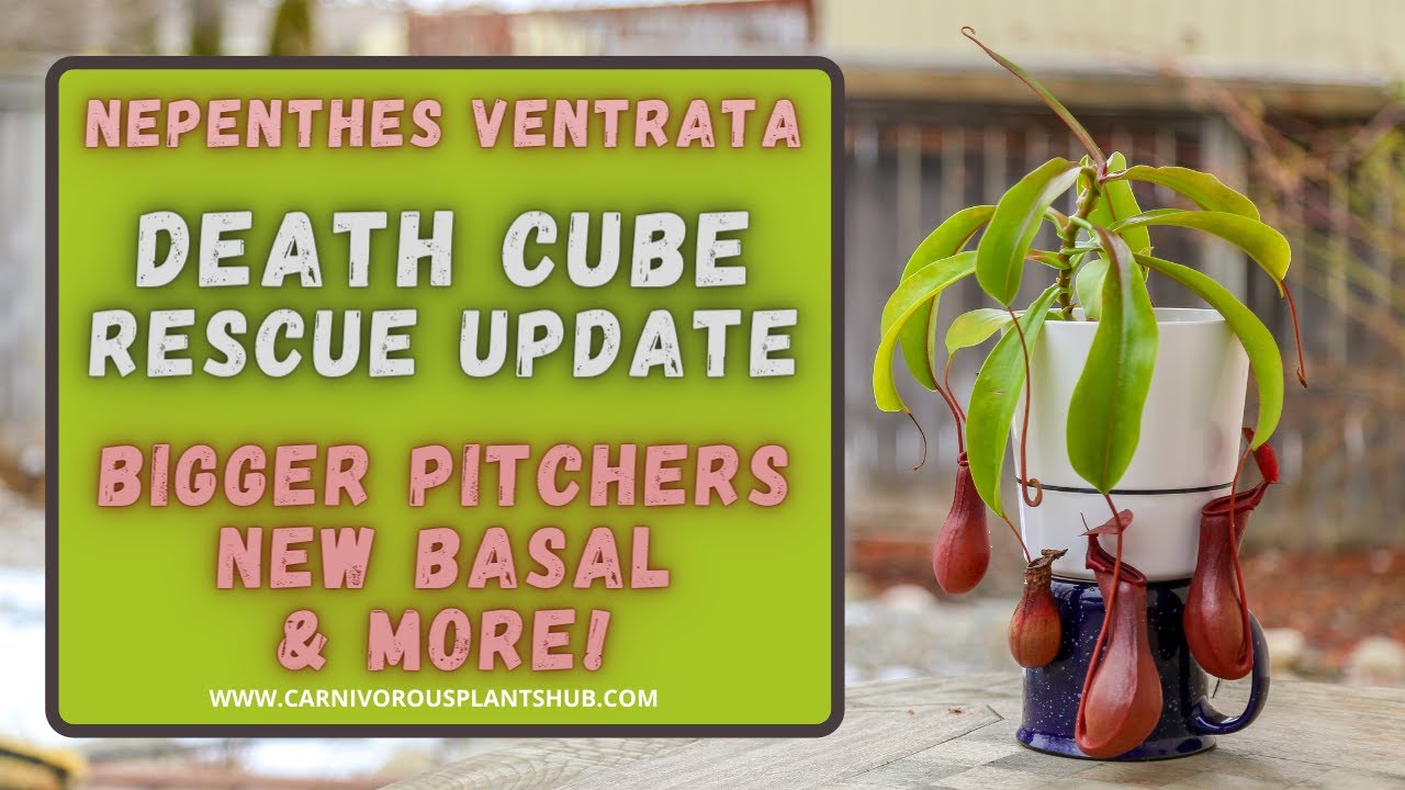 Nepenthes Ventrata: Lowes Death Cube Rescue 7 Month Update - Basal Shoot & Bigger Pitchers!