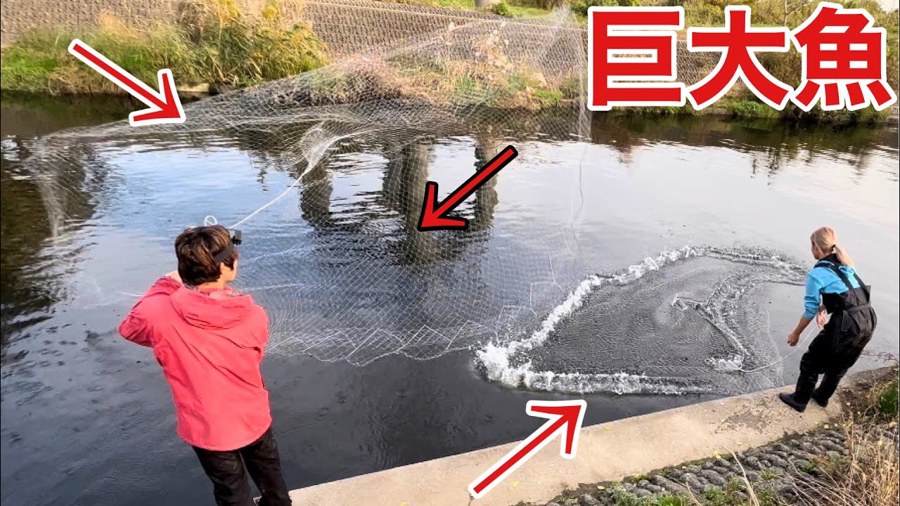 淡水と海水の混じる日本最大級のドブで投網したらやばい魚取れた