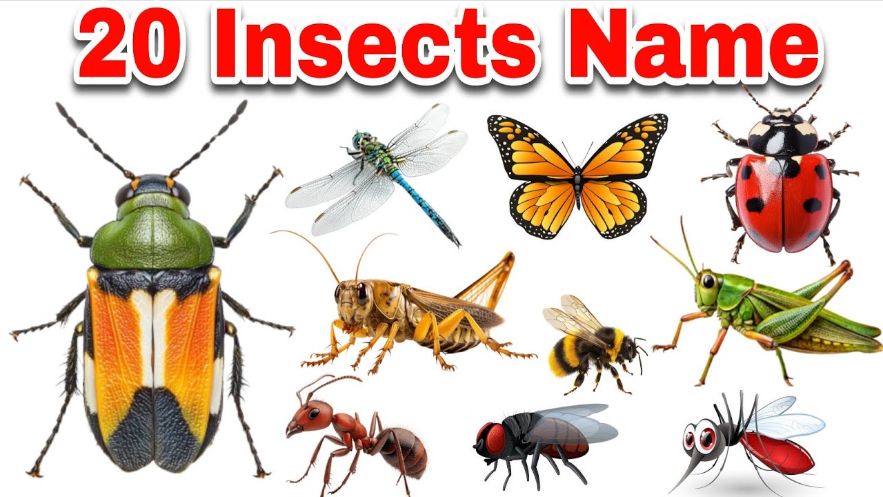 20 Insects Name in English and Hindi 🐝 | Kids Learning Insects Names | Ant, Butterfly, Bee