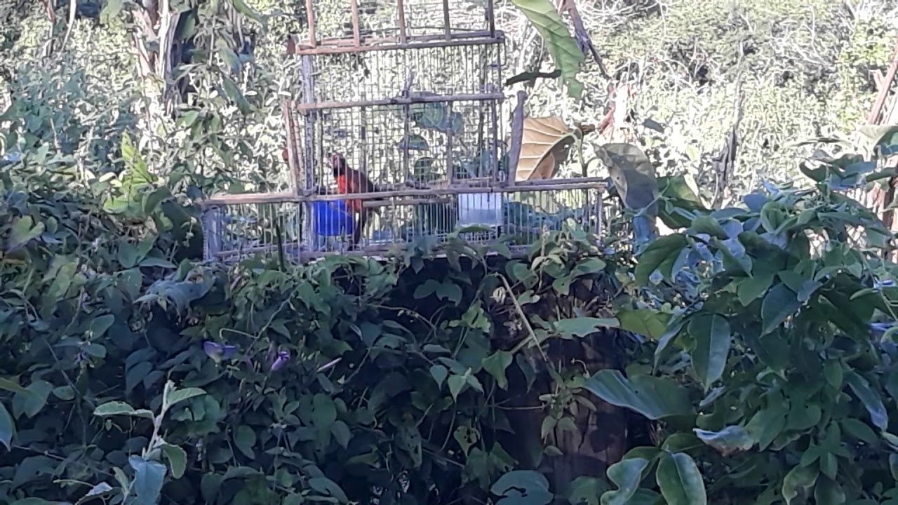 Entrenando mi cardenal