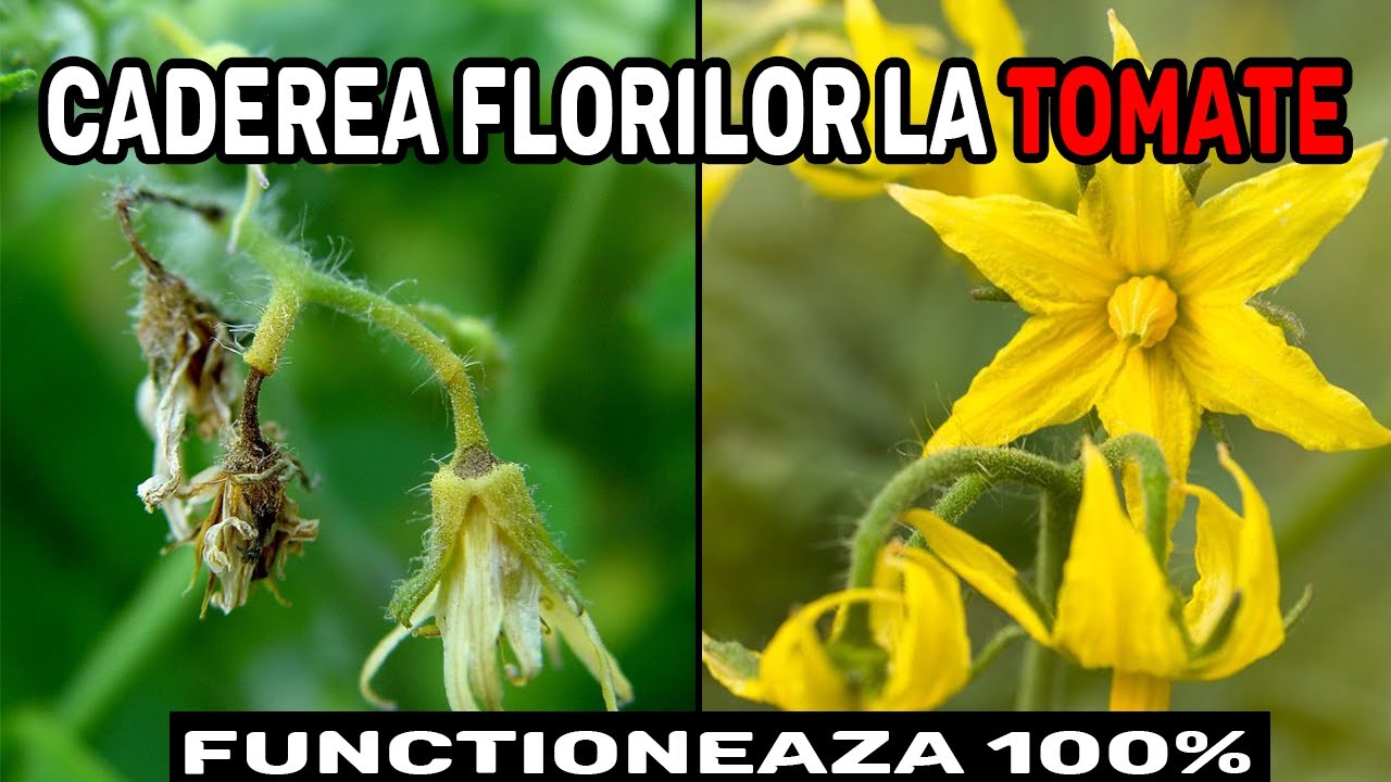 5 Motive - DE CE SE USUCA FLORILE LA ROSII ?