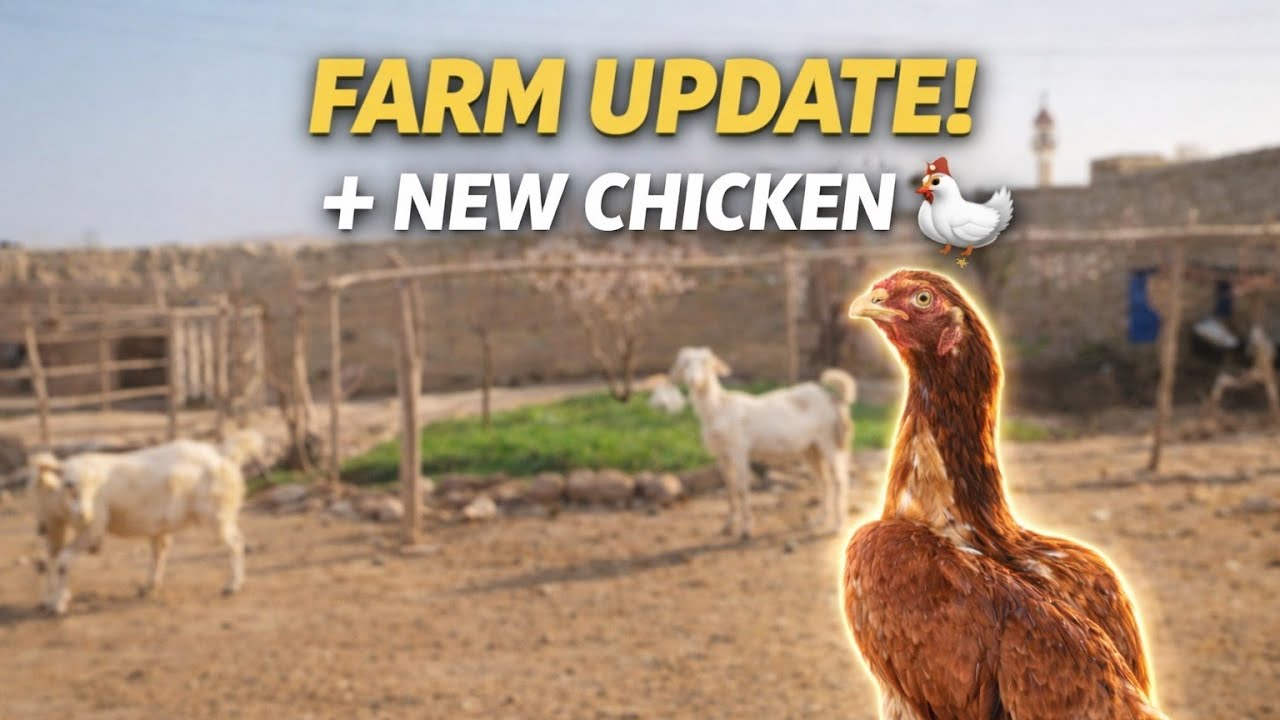 Farm par nayi Aseel Murgi agayi 🐓 aur Bakriyan bache dene wali hain! 🐐