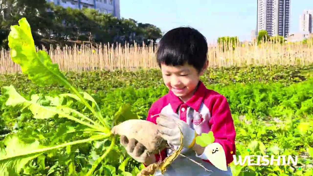「戶外教學」冬日限定採收樂｜薇芯幼兒園