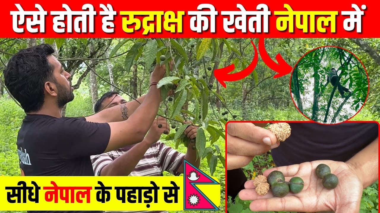 Rudraksha Tree Nepal | 7 Mukhi Rudraksha | Real Rudraksh ki kheti | Dingla 1 mukhi Rudraksha tree