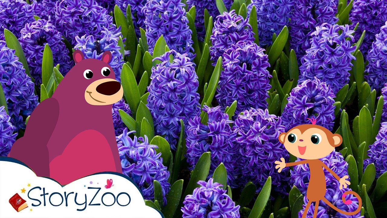 Hyacint 🪻 | StoryZoo In De Keukenhof 💐 | Educatieve video's voor kinderen | #storyzoo