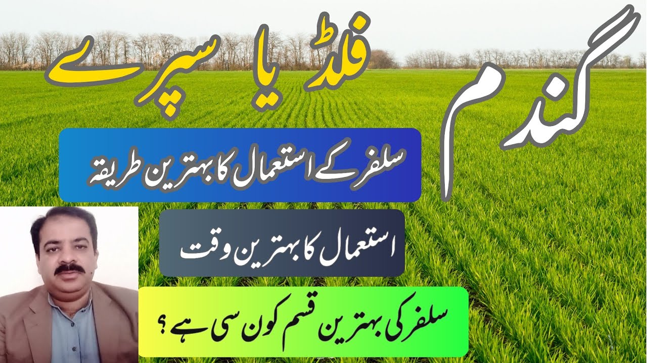 Best Type of Sulphur and Application Methods for Wheat Crop | zarai mashwary | Sajjad khaira