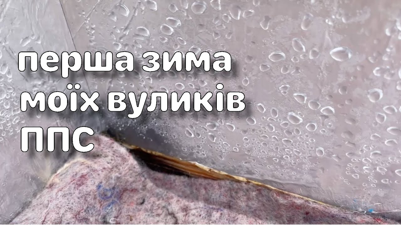Досвід першої зимівлі моїх вуликів ППС/всі живі/підкладаю своє канді/конденсат та вентиляція/підмор/