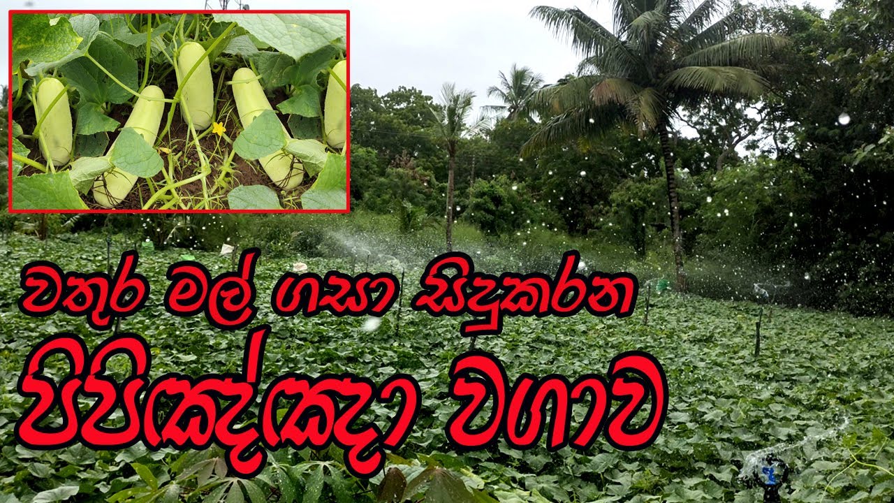 වතුර මල් සවිකර  පිපිඤ්ඤා වගා කිරිම l Cucumber cultivation l පිපිඤ්ඤා වගාවක් මුල සිට l pipinna wagawa