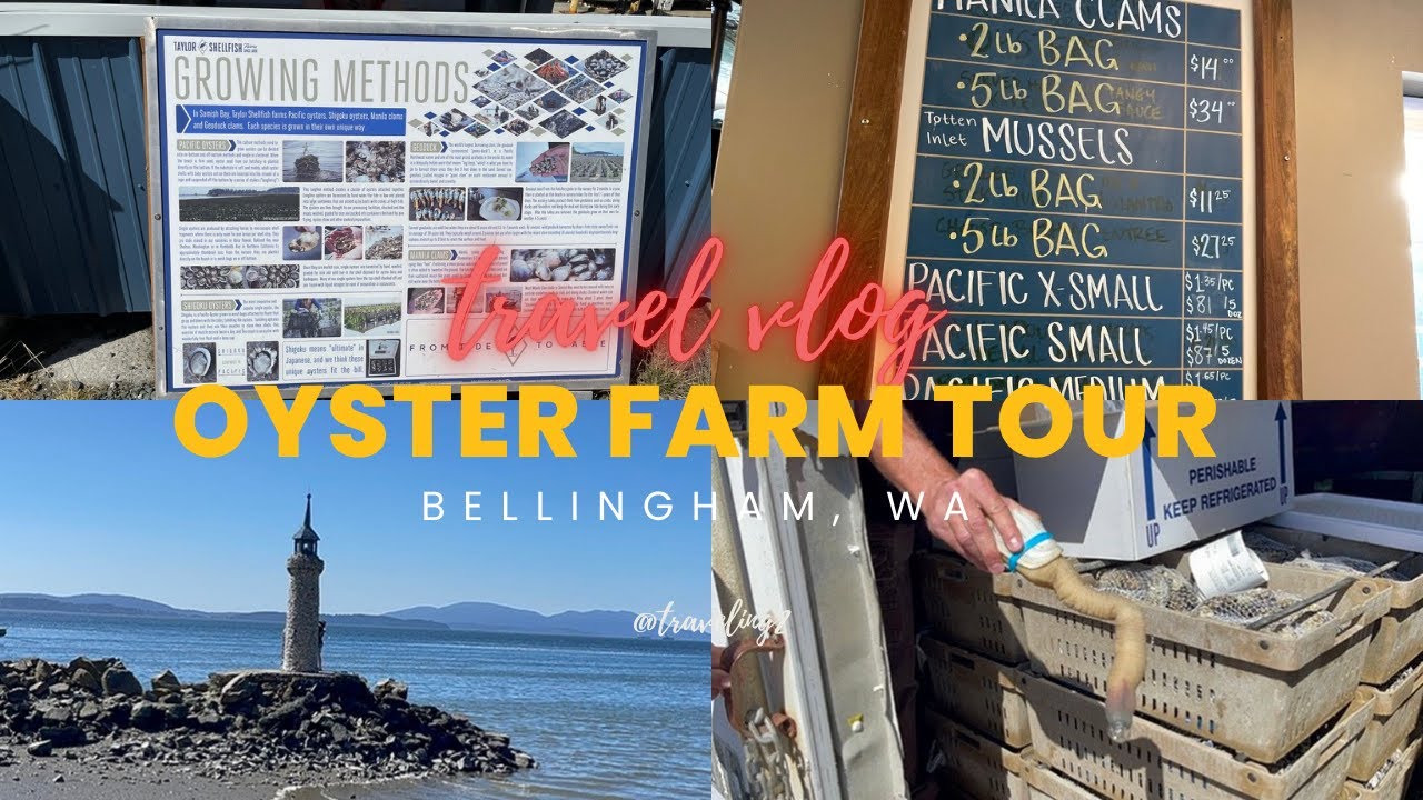 Exploring Fresh Oyster Farms Near Bellingham, WA