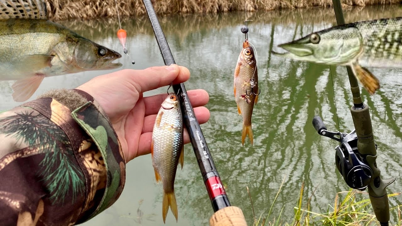 PECHE au VIF au BOUCHON VS PECHE au MORT MANIE !!! 4K