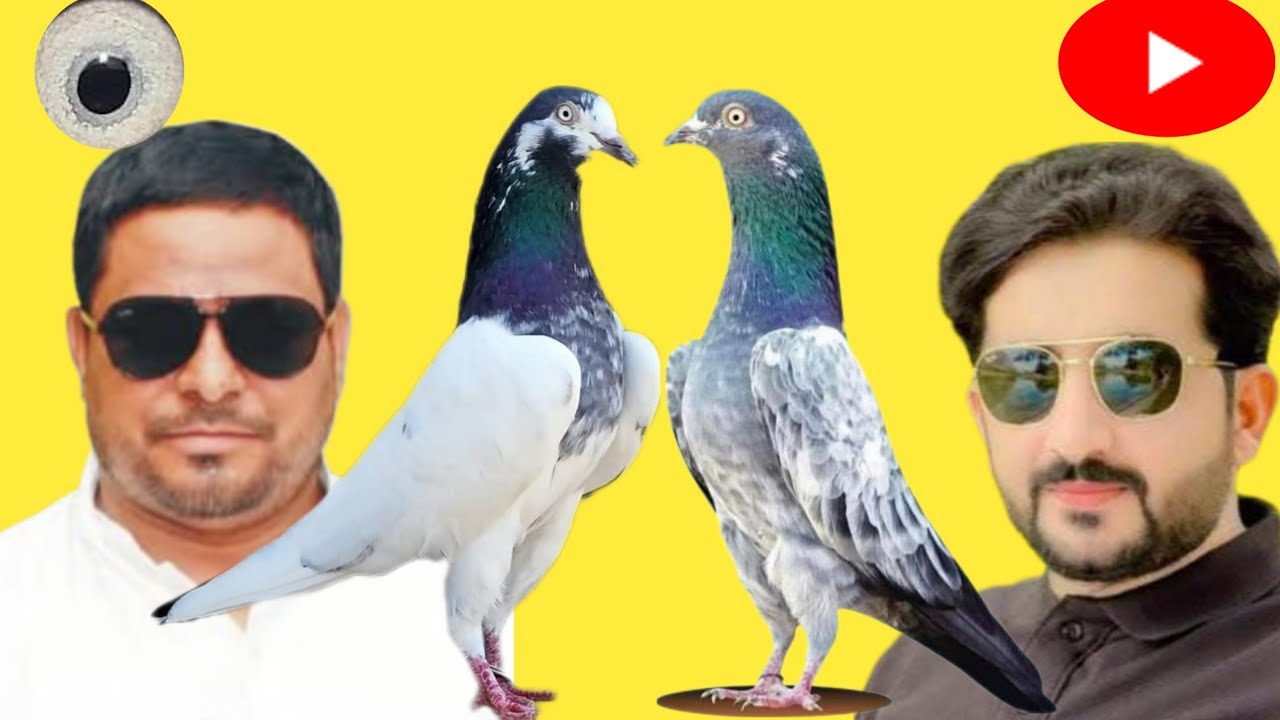 Champion Punjab ustad mithu lali ustad hassan lali ka ustad aashiq hussain ki traf visit pigeons