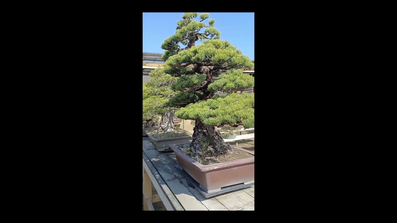G&atilde; Đầu Bạc v&agrave; Bonsai Nhật