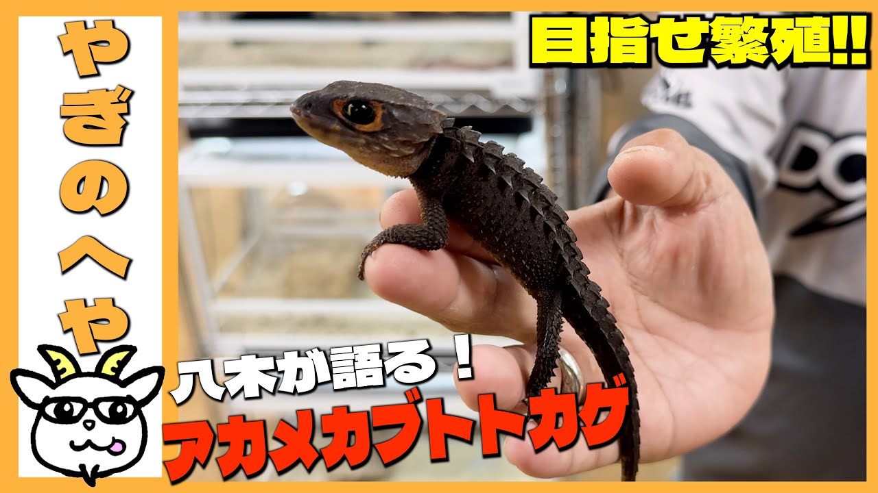 【やぎのへや】大人気アカメカブトトカゲを語る！