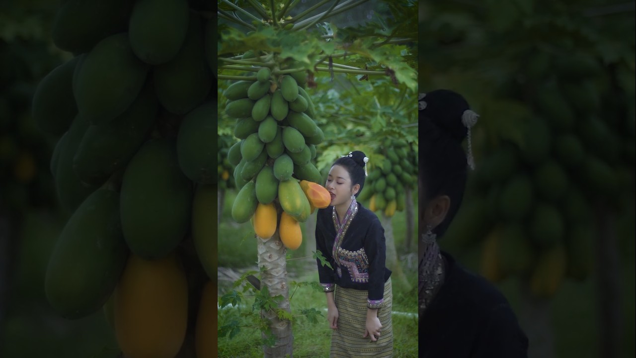Season of ripe papayas #papaya #farming #farmer #farmlife #nongdan