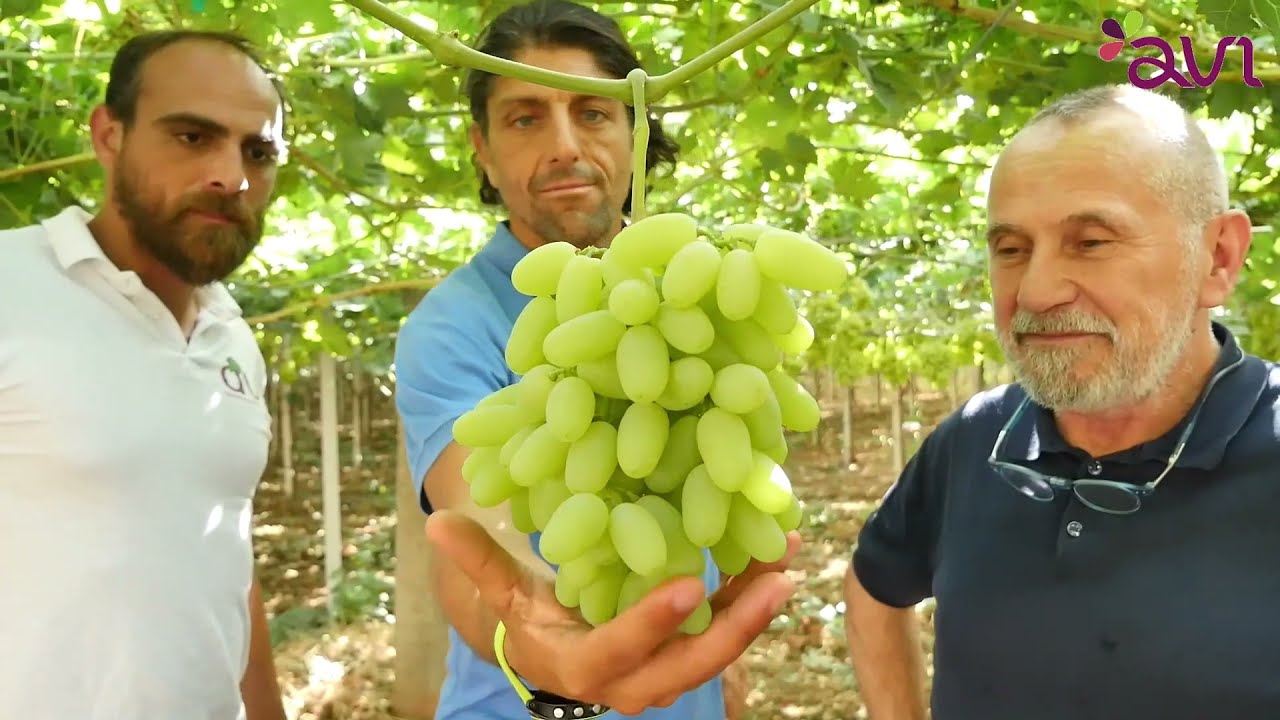 Arra 30 Sugar Drop™: Conosciamo meglio questa varietà di uva da tavola precoce a bacca bianca