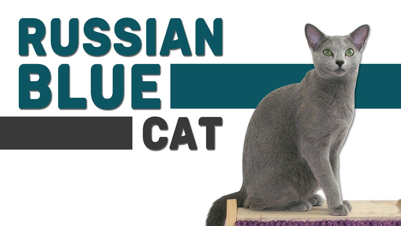 Russian Blue Cat - Watch This Complete Guide Before Getting One