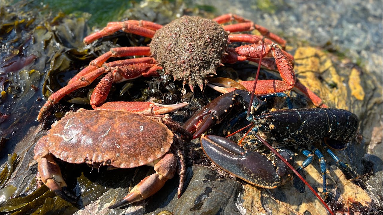 Amazing Underwater Foraging - Crabs, Lobster and Octopus with beach fire Cookup | The Fish Locker