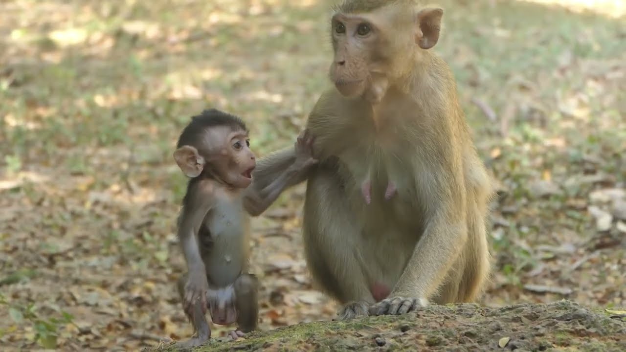 Abandoned monkey Elpida and baby Eric - Monkey Wildlife 448