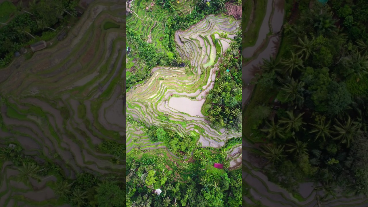 Amazing trip to Bali / Путешествие по Бали #travel #balitraveller #bali #balitravelguide #drone