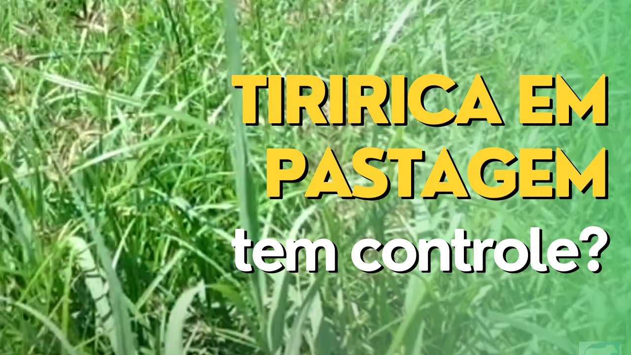 Existe Controle Para a Tiririca Em Pasto de Haras?? Ep #025