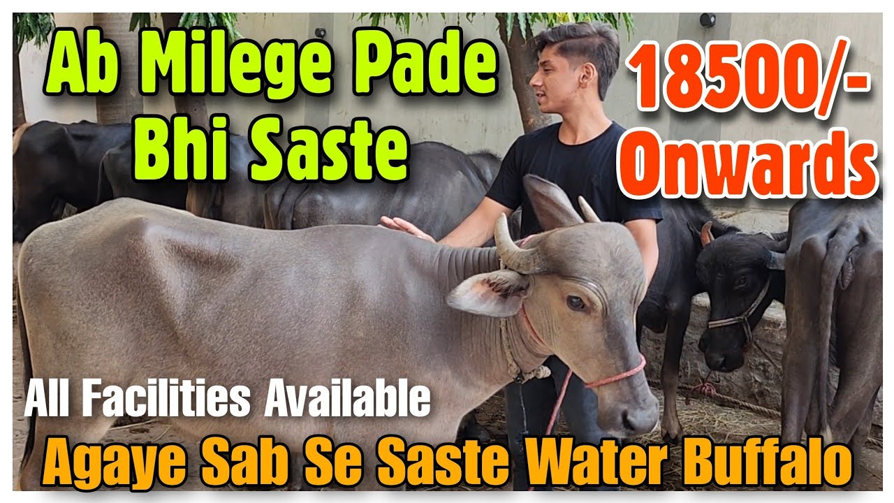 Ab Milege Sab Se Saste Qurbani Ke Pade TAHA BHAI | Saste Water Buffalo In Bhiwandi |@Rizwankranti