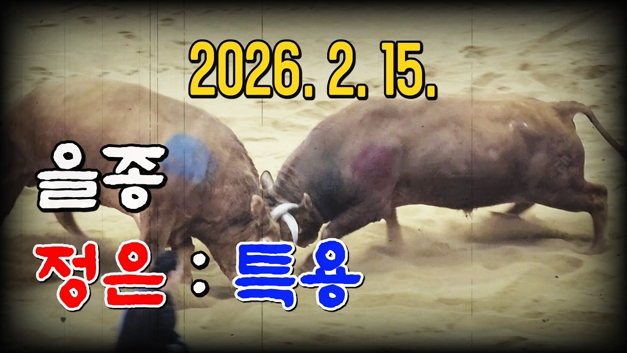 청도소싸움 2026. 2. 15. (일) 제10경기 을종(701~800Kg) 정은 / 특용