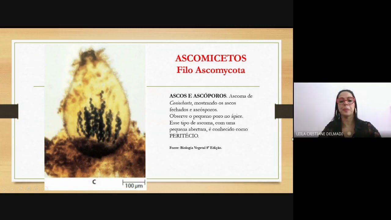 Aula 4 - Fungos - ASCOMICETOS
