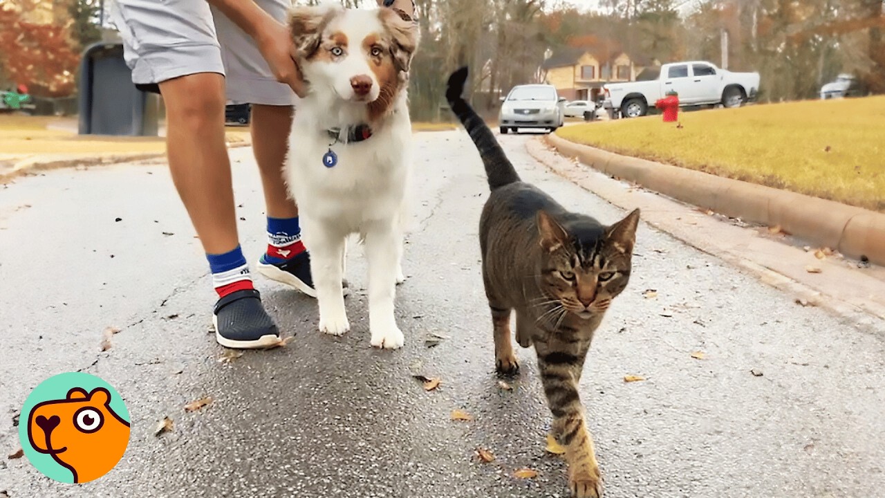 Stray Cat Keeps Joining This Dog On Daily Walks | Cuddle Buddies