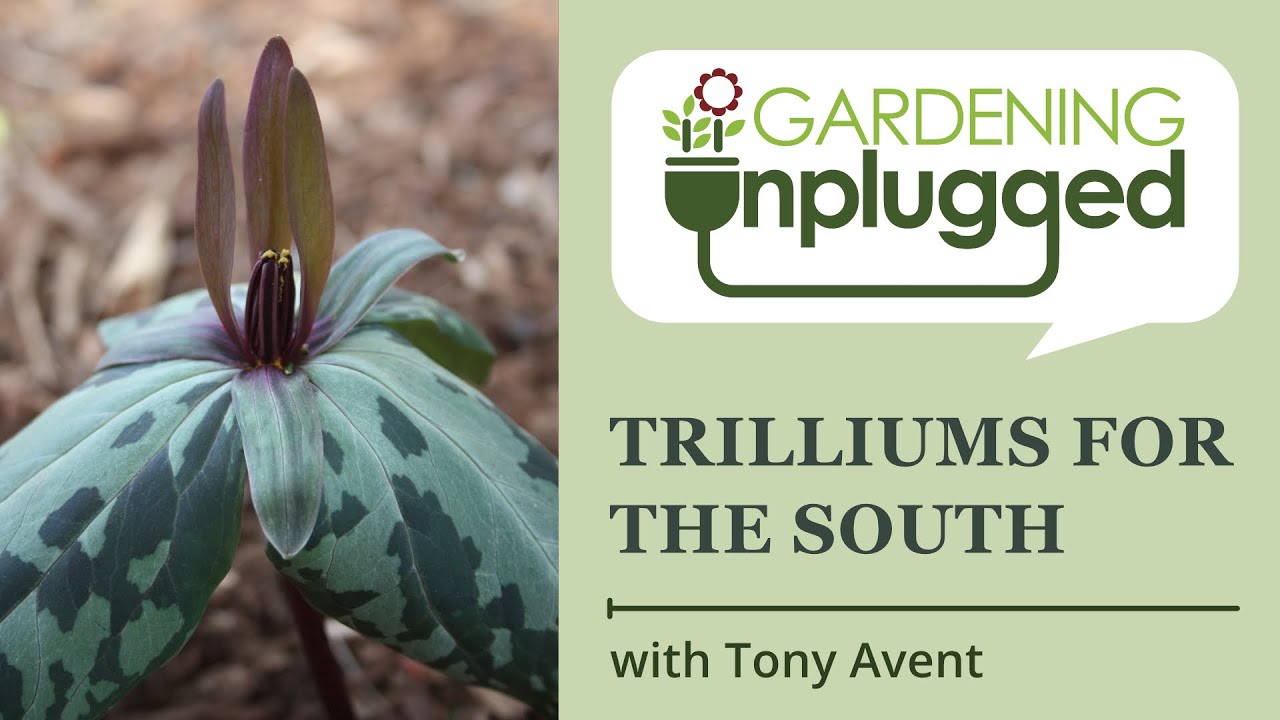 Gardening Unplugged - Trilliums for the South w/ Tony Avent