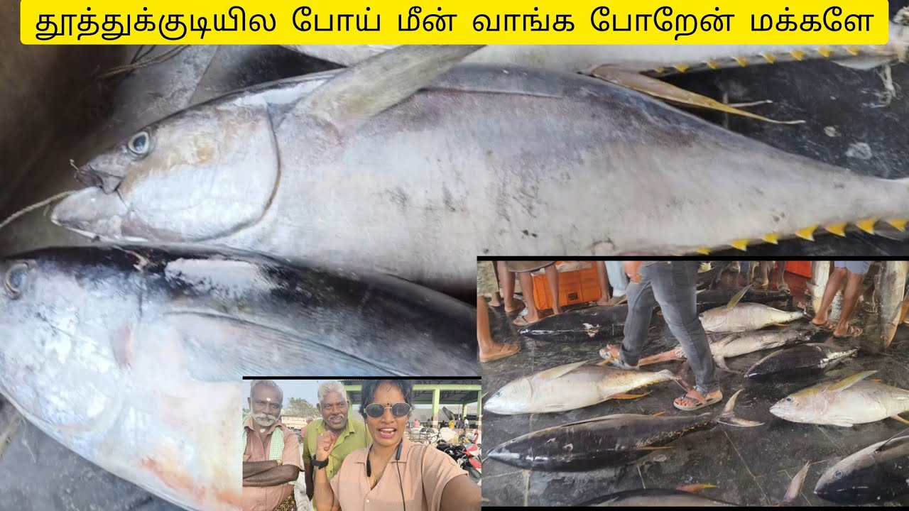 தூத்துக்குடி துறைமுகத்தில் மீன் வாங்க போற மக்களே எம்புட்டு மீனு பாருங்க