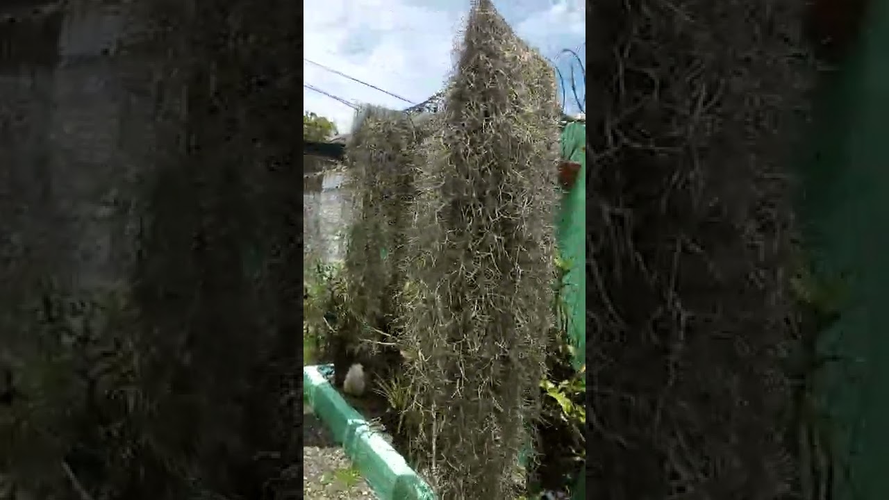 La Guajaca o barba de viejo