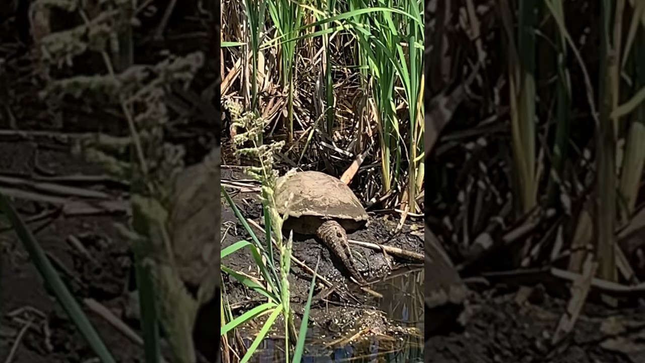 Is It Mr. Or Mrs. Turtle?