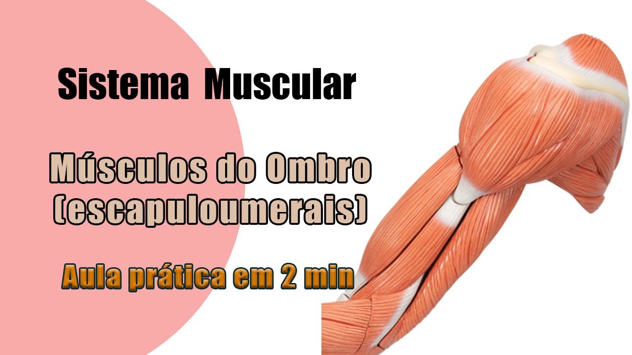 Os músculos do Ombro (Escapuloumerais) - Aula Prática - Anatomia - Anatomia Humana