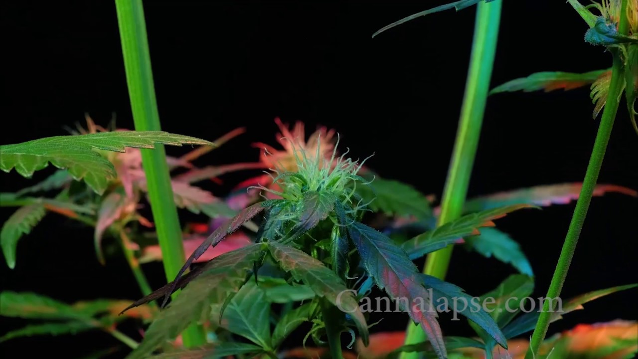 Ca Jillybean Preflower 1