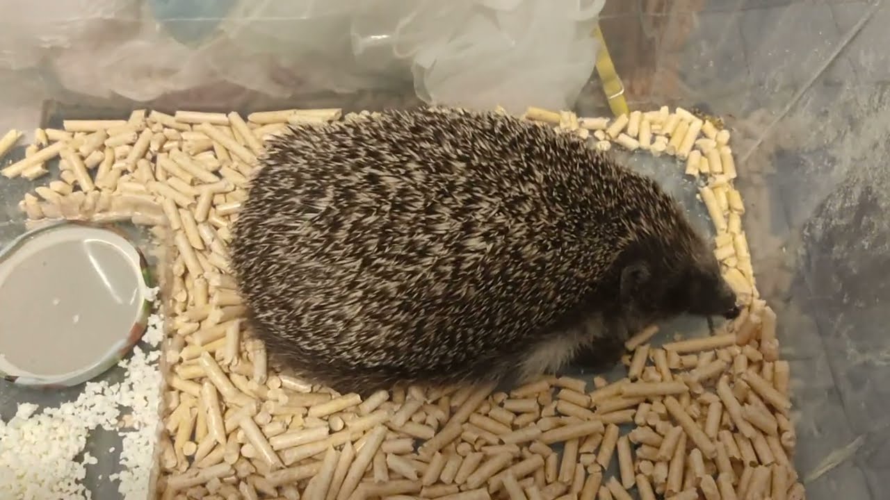 Еж 64 180523 мех вырос еду не хочет утром Hedgehog fur has grown doesn&rsquo; want food morning goes bed