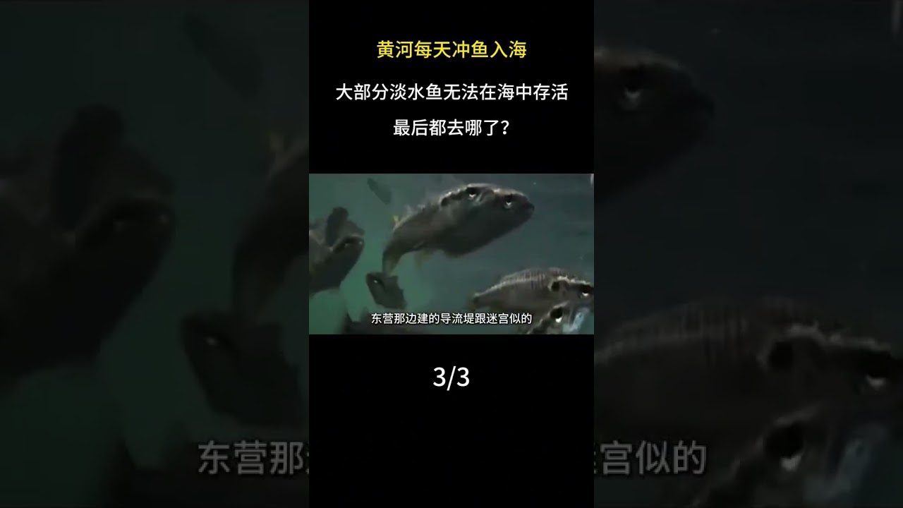 黃河每天衝魚入海，大部分淡水魚無法在海中存活，最後都去哪了#黃河#大國重器#科普#科普一下#淡水魚