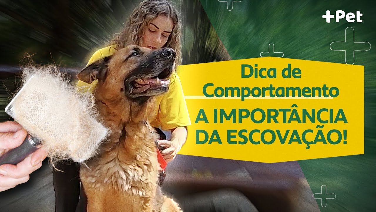PRECISO ESCOVAR O PELO DO MEU C&Atilde;O DE GUARDA? | CANAL MAIS PET