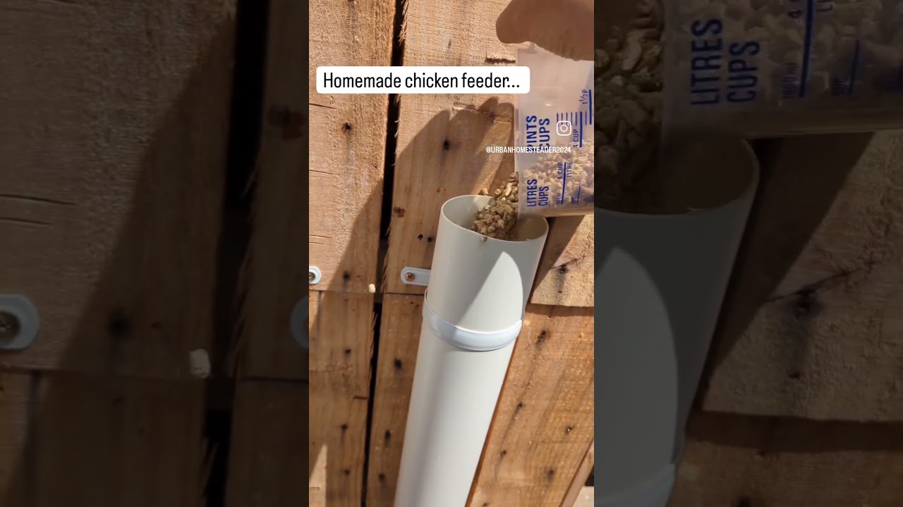 Our homemade automatic chicken feeder. made from piping + clips we got from @bunningswarehouse