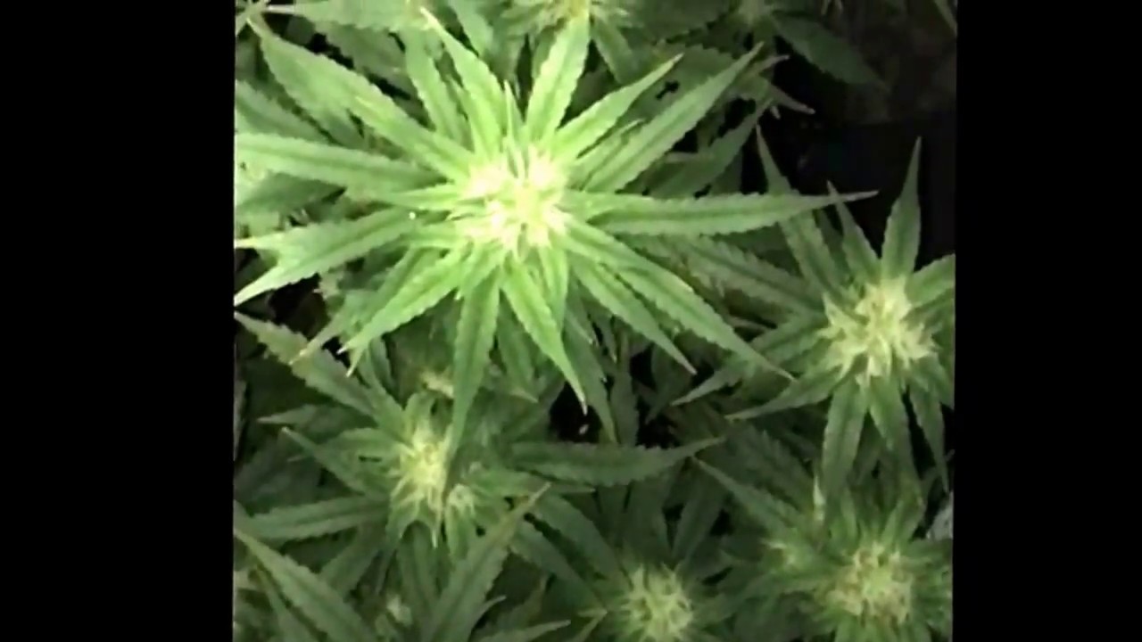 Cannibussix Lemon OG Haze Day 60. Flowering day 34.